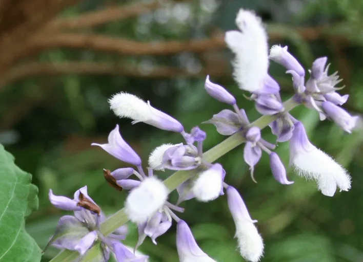 Salvia Divinorum Flowers
