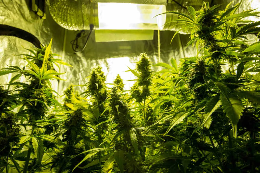 autoflower plant under grow light in a tent