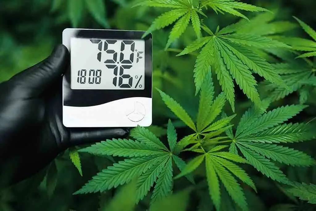 Humidity Control in Cannabis Grow Room (1)