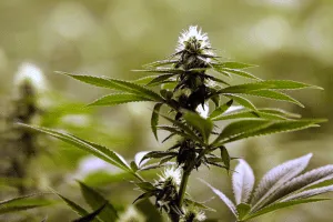 anatomy of a cannabis plant