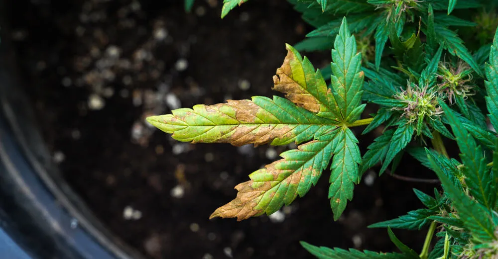 a cannabis plant with a leaf showing the late stages of phosphorus deficiency