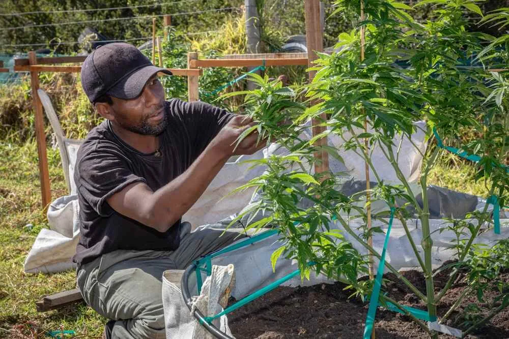 a man in a cap on his farm working on his cannabis plants to ensure good health
