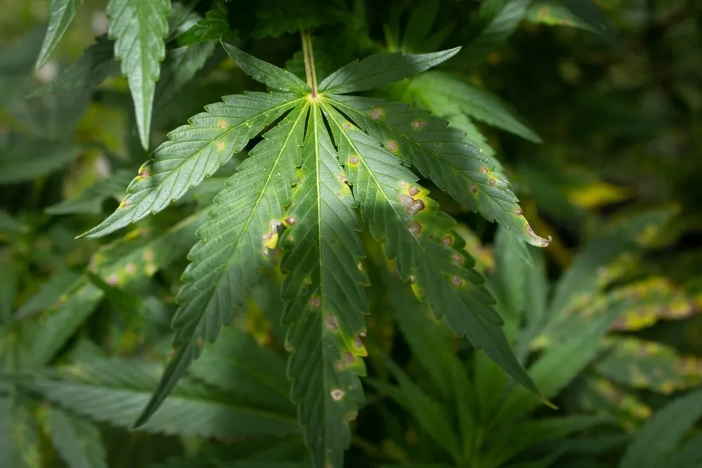 cannabis leaf showing signs of manganese deficiency