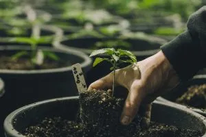 man planting cannabis plant into vegan soil