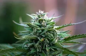 Growing Weed Cheap 2