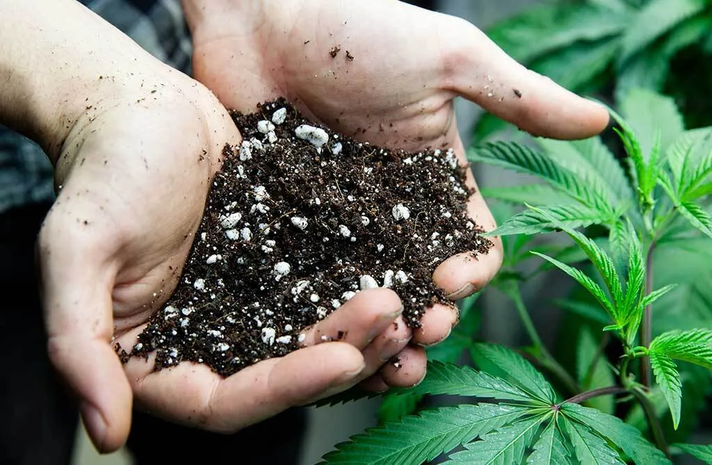 reuse soil for harvest to grow weed cheap