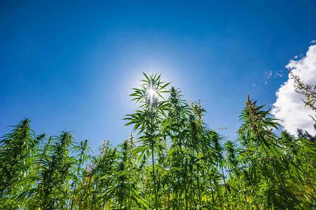 Grow Outdoor Weed on mountain