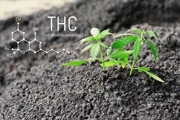 what-is-considered-high-thc
