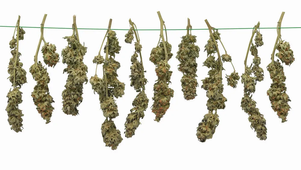 hang drying cannabis plants