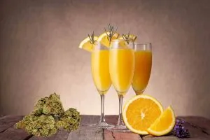 Mimosa strain