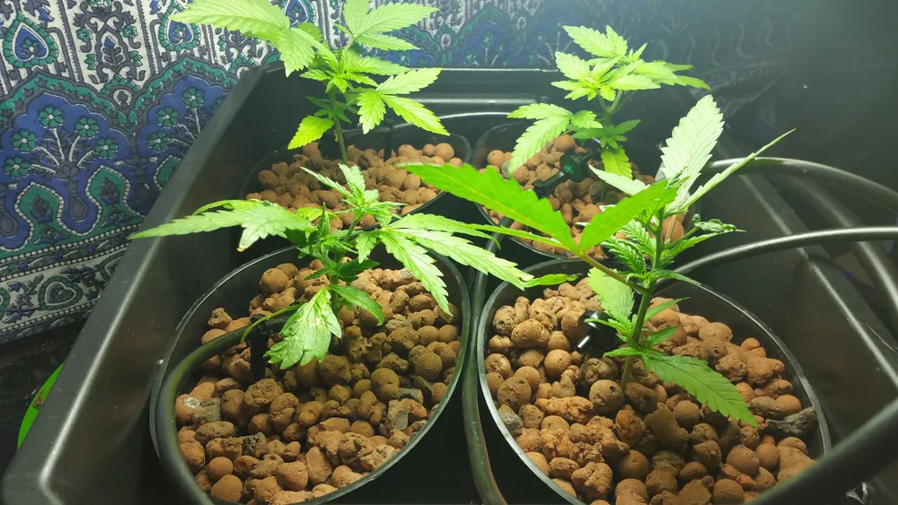 Indoor hydro weed grow