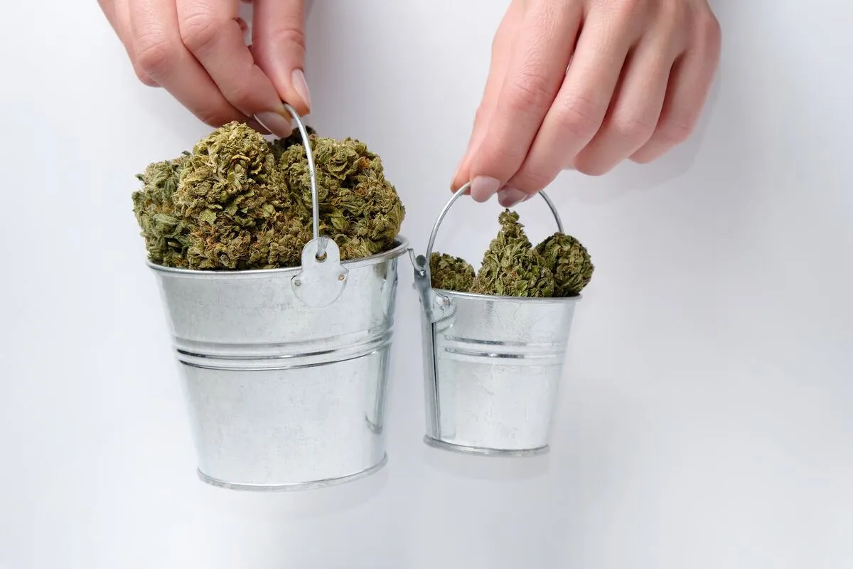 Cannabis-buds-in-buckets-1