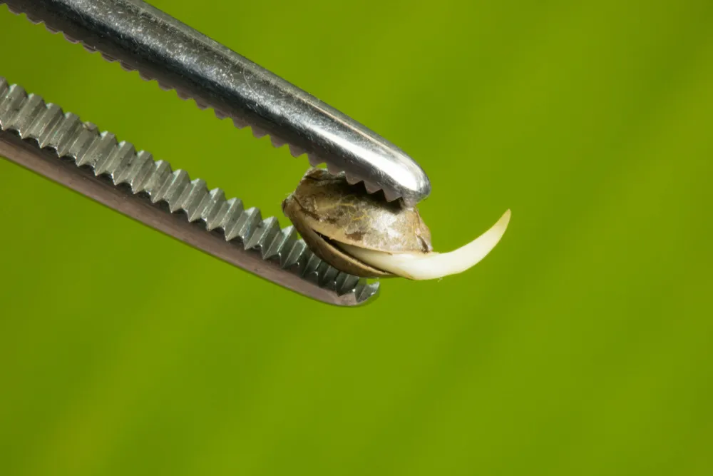 Germinating marijuana seeds