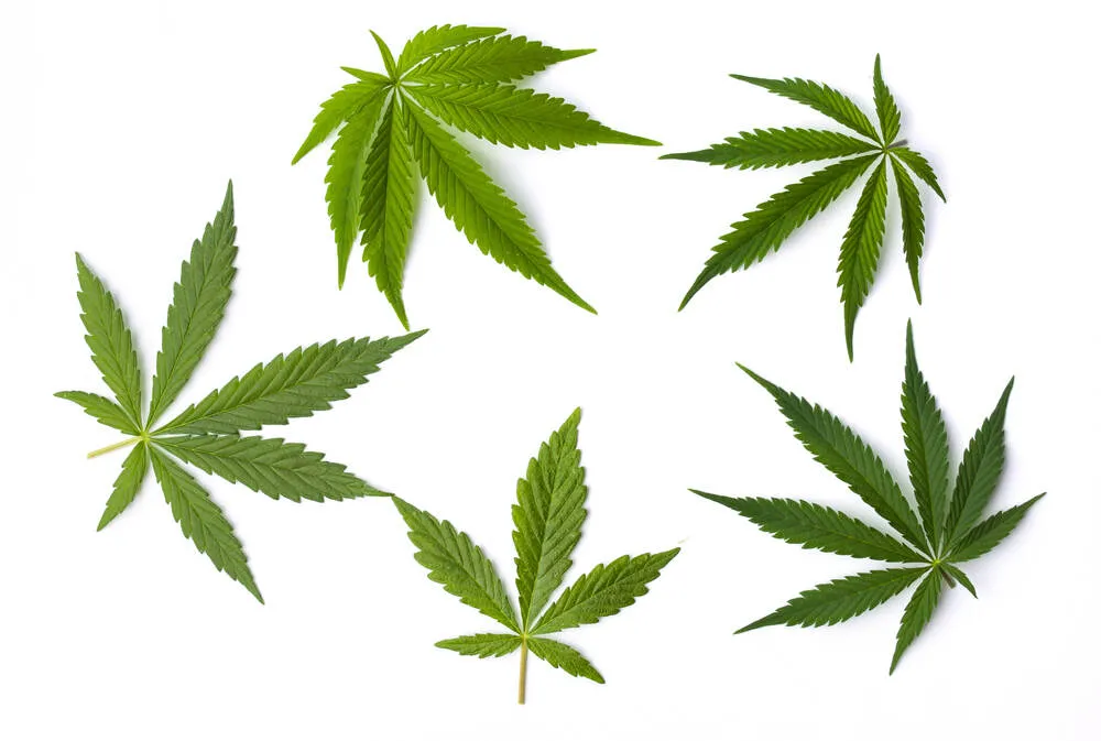 Different types of cannabis leaves