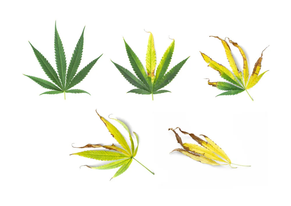 Sick cannabis leaves