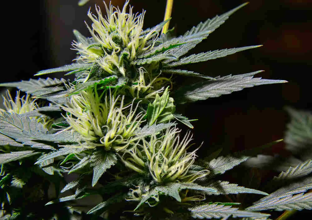 early-signs-of-female-cannabis-plant-flowering
