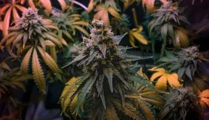 OG-Kush-cannabis-plant-1