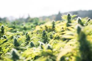 autoflowers-growing-outdoors