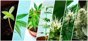Images of weed growing stage by stage from seedling to flowering
