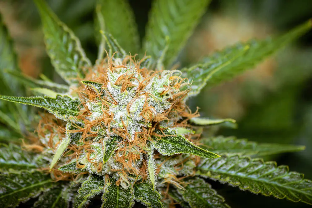 orange hairs on weed