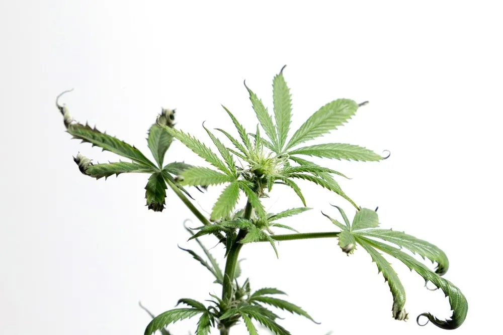 cannabis-plant-with-its-leaves-curling-up