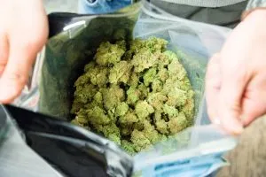 an ounce of weed in a large ziplock bag