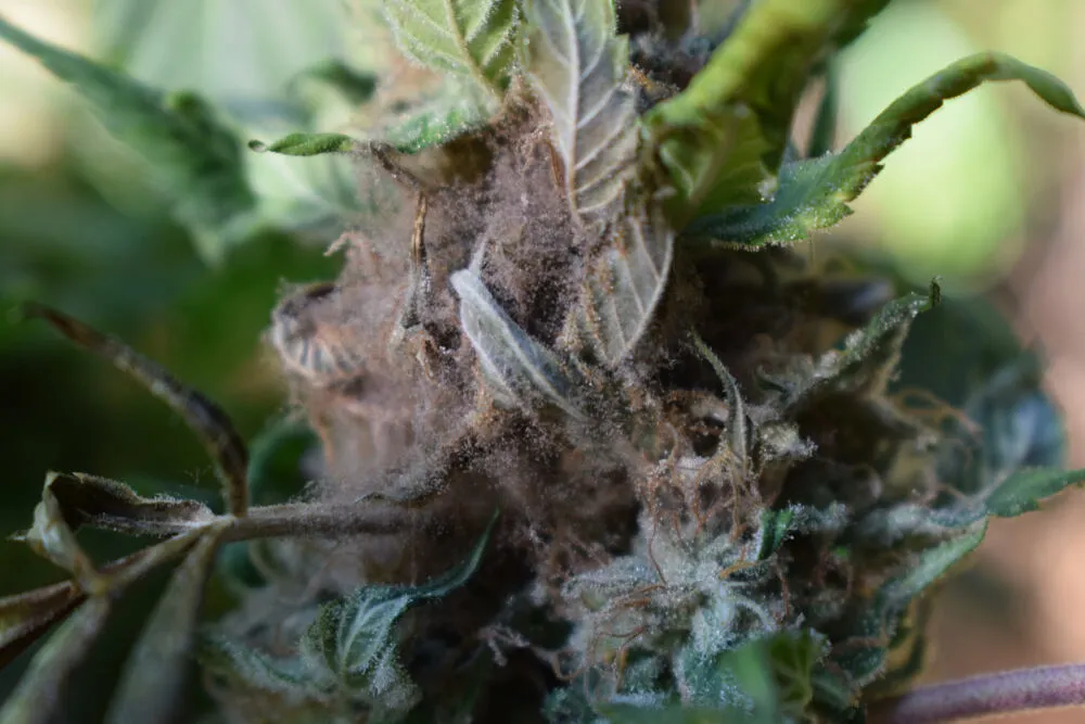 bud rotting on a cannabis plant