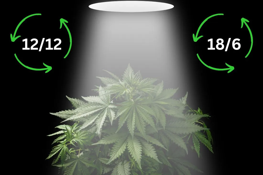 cannabis-plant-under-grow-light-with-the-two-main-light-cycles-showing-either-side-of-the-plant-1