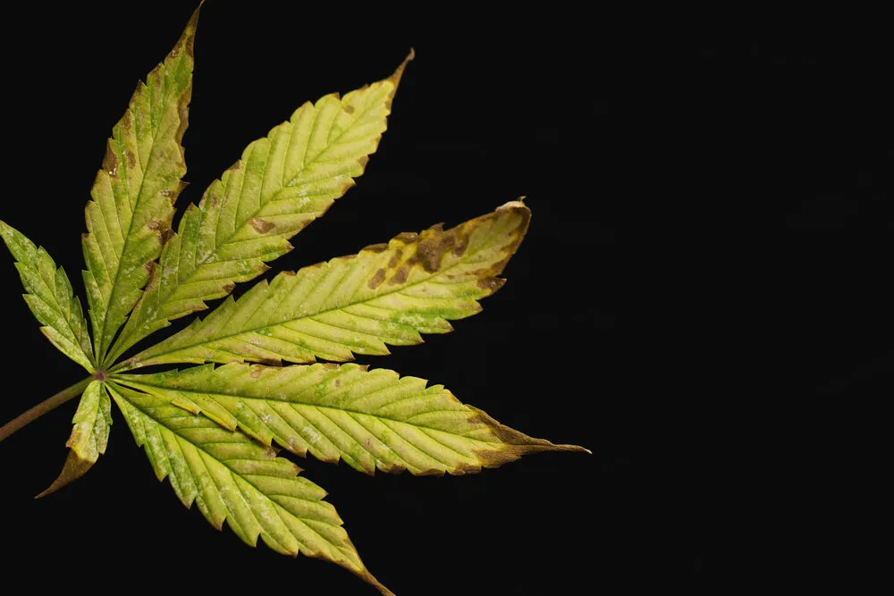 cannabis leaf with nutrient burn on a black background