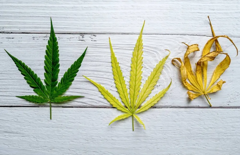 different stages of cannabis leaves yellowing and curling