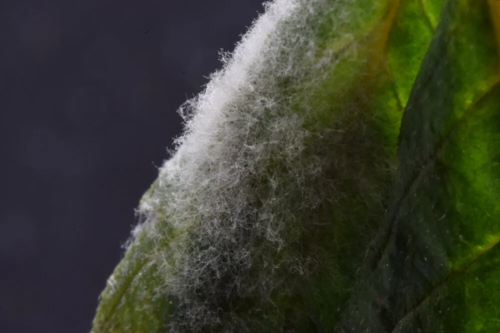 a close up of powdery mildew on a cannabis leaf
