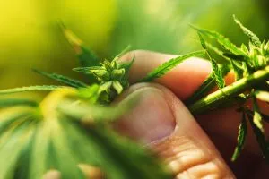 male cannabis plant showing pollen sacks