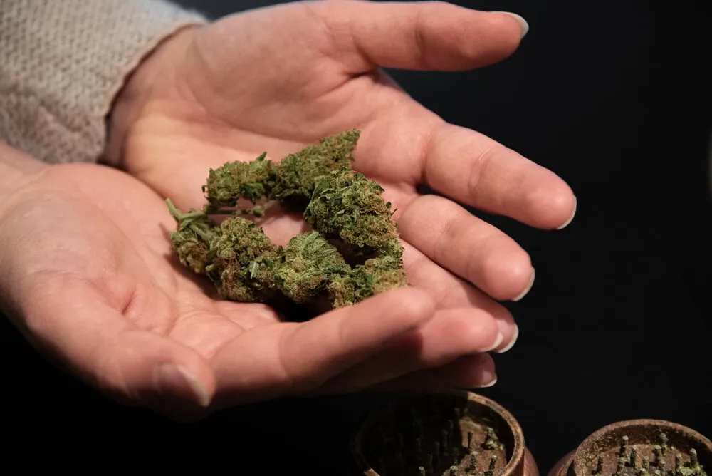 a pair of hands holding some bud with a grinder behind on a black background