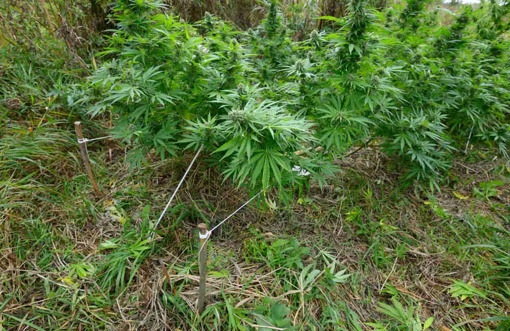 cannabis plants that are going through LST to manage stretching