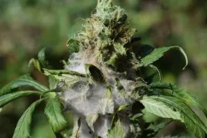 mold that has formed on cannabis