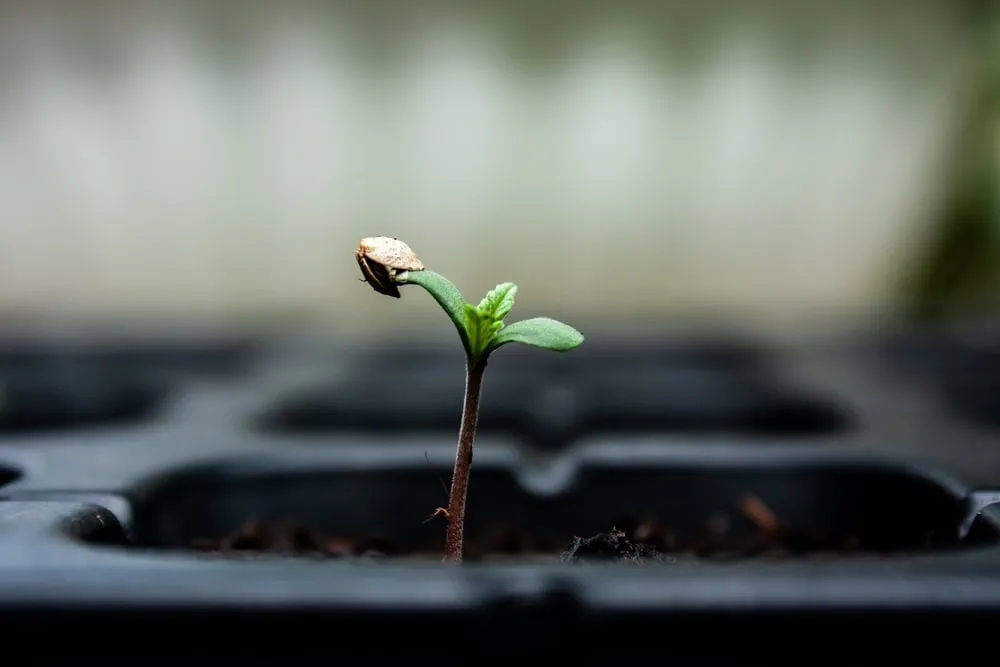 an autoflower seedling that was recently germinated in a black try with soil in it