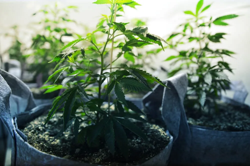 cannabis plants in grow pots that have been regenerated