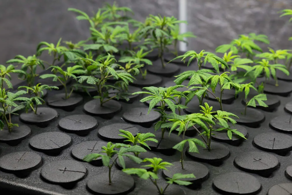cloned cannabis plants in a black tray