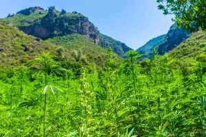 landrace cannabis strains growing in a rain forest