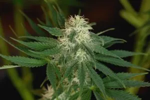 an autoflower cannabis plant flowering
