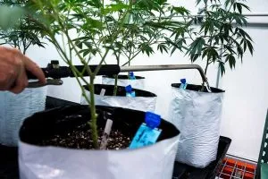 cannabis-watering