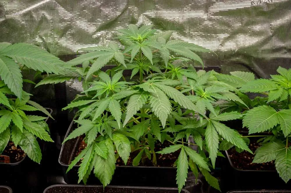 A full thick canopy on a 4 week old autoflower plant