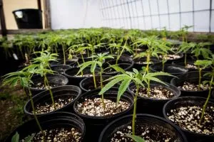 cloned-cannabis-plants-in-a-sea-of-green.jpg