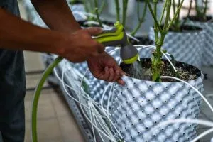 flushing cannabis